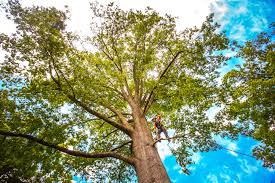 Best Tree Trimming and Pruning  in Plandome, NY