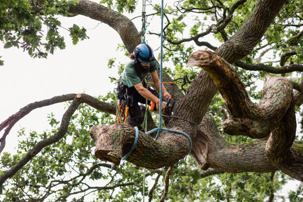 How Our Tree Care Process Works  in  Plandome, NY