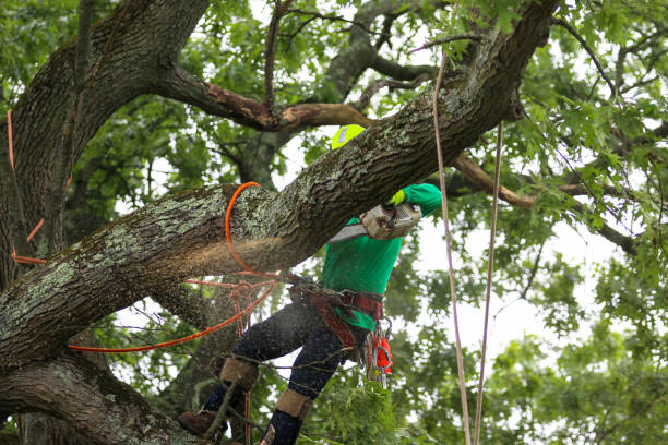 Best Commercial Tree Services  in Plandome, NY